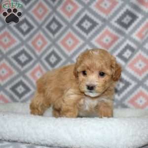 Pixie, Bich-Poo Puppy